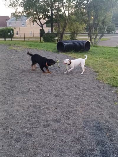 Veterans Memorial Dog Park - West Haven, CT