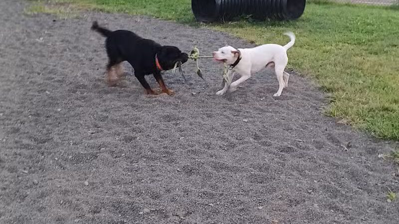 Veterans Memorial Dog Park - West Haven, CT