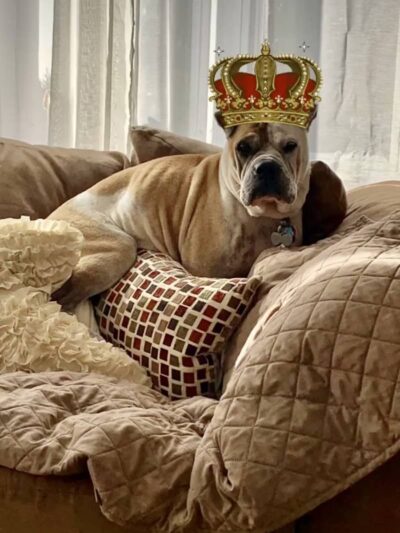 West Hempstead Animal Hospital - West Hempstead, NY