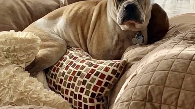 West Hempstead Animal Hospital - West Hempstead, NY