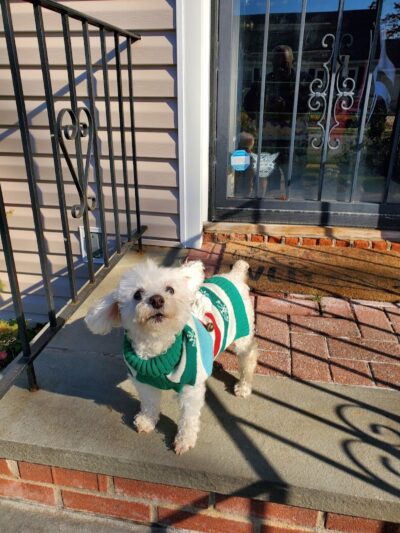 West Hempstead Animal Hospital - West Hempstead, NY