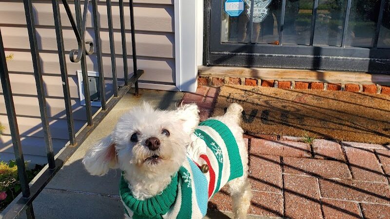 West Hempstead Animal Hospital - West Hempstead, NY