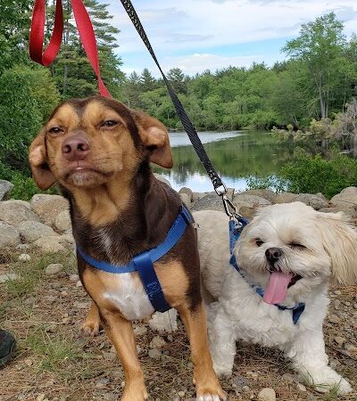 West Hempstead Animal Hospital - West Hempstead, NY