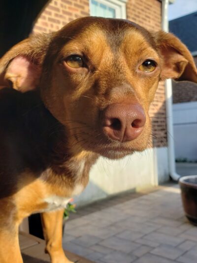 West Hempstead Animal Hospital - West Hempstead, NY