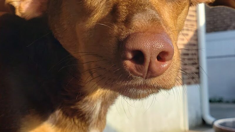 West Hempstead Animal Hospital - West Hempstead, NY