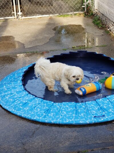 West Hempstead Animal Hospital - West Hempstead, NY