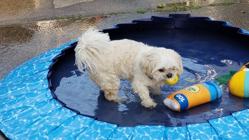 West Hempstead Animal Hospital - West Hempstead, NY