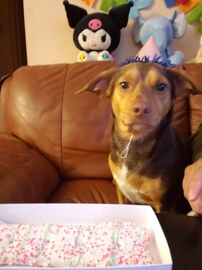 West Hempstead Animal Hospital - West Hempstead, NY