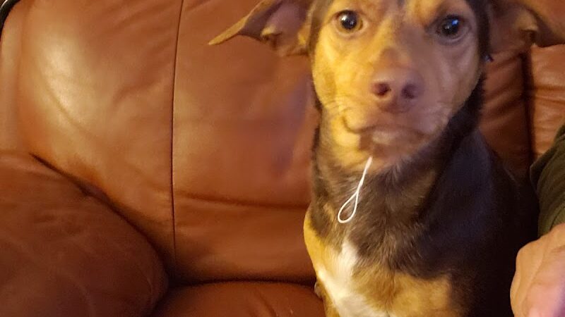 West Hempstead Animal Hospital - West Hempstead, NY