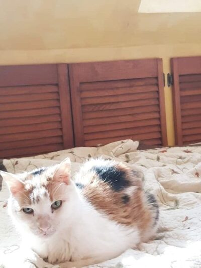 West Hempstead Animal Hospital - West Hempstead, NY