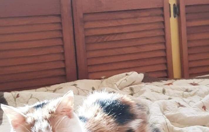 West Hempstead Animal Hospital - West Hempstead, NY