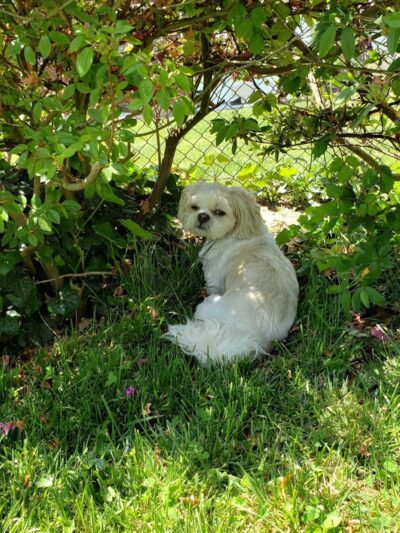 West Hempstead Animal Hospital - West Hempstead, NY