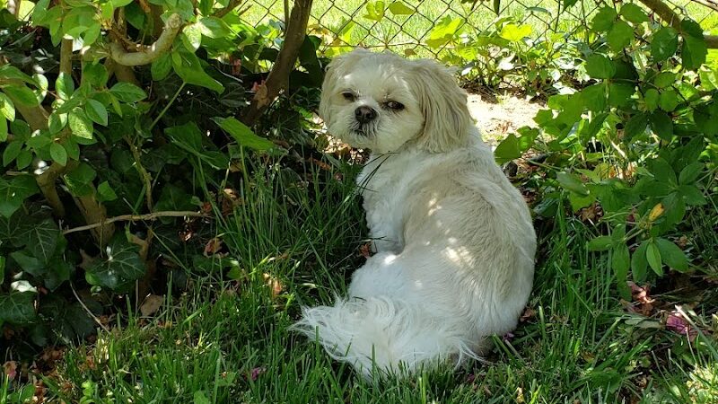 West Hempstead Animal Hospital - West Hempstead, NY