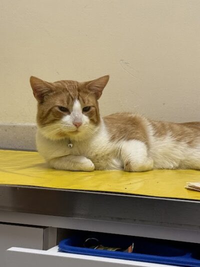 West Hempstead Animal Hospital - West Hempstead, NY