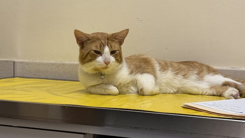 West Hempstead Animal Hospital - West Hempstead, NY