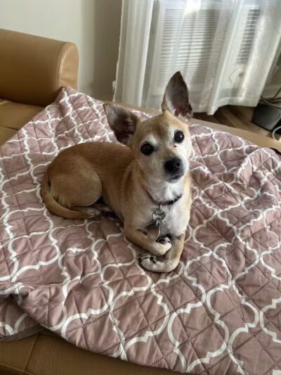 West Hempstead Animal Hospital - West Hempstead, NY