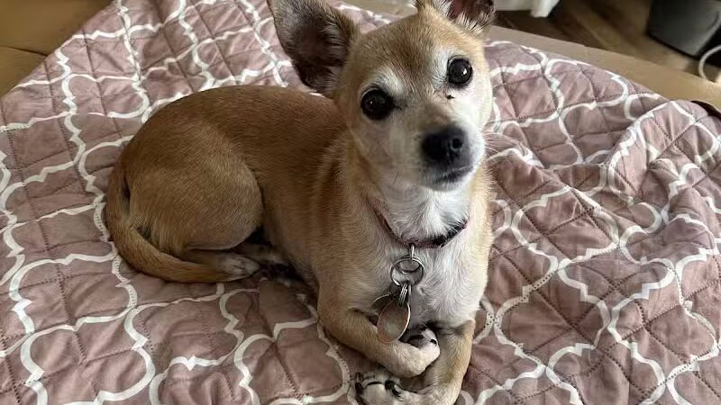 West Hempstead Animal Hospital - West Hempstead, NY