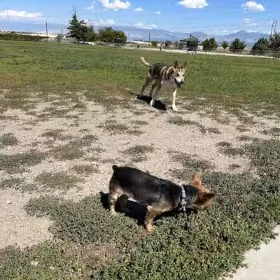 West Jordan Off-Leash Dog Park - West Jordan, UT
