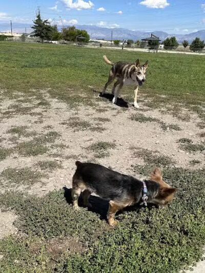 West Jordan Off-Leash Dog Park - West Jordan, UT