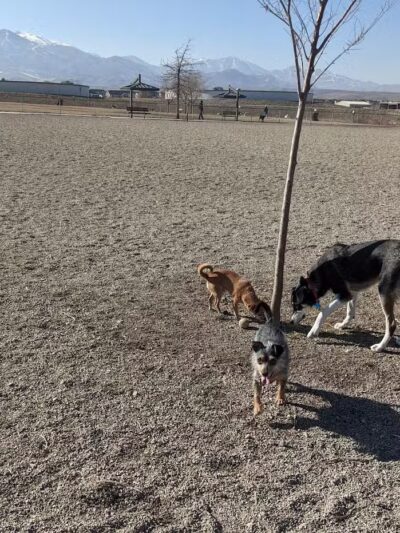West Jordan Off-Leash Dog Park - West Jordan, UT