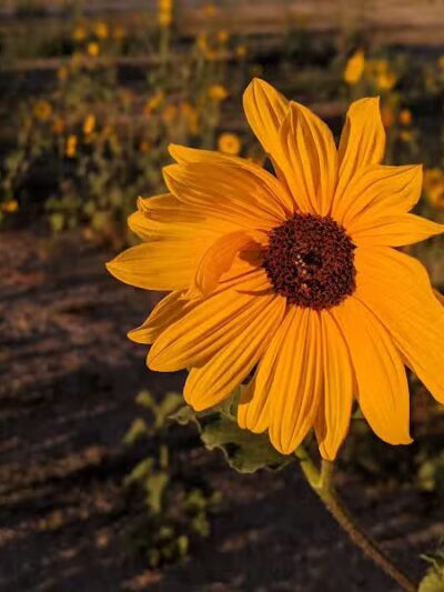 West Jordan Off-Leash Dog Park - West Jordan, UT