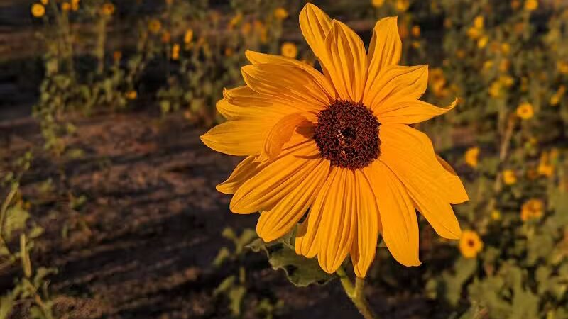 West Jordan Off-Leash Dog Park - West Jordan, UT