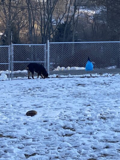 West Mifflin Dog Park - West Mifflin, PA