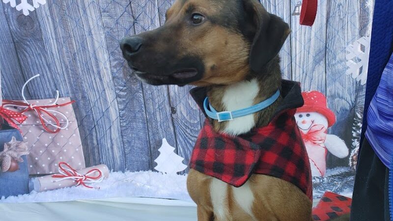 West Mifflin Dog Park - West Mifflin, PA