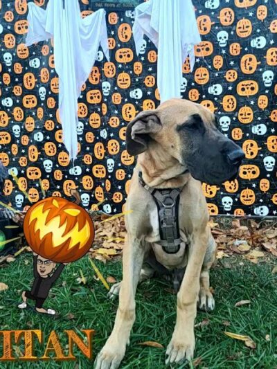 West Mifflin Dog Park - West Mifflin, PA