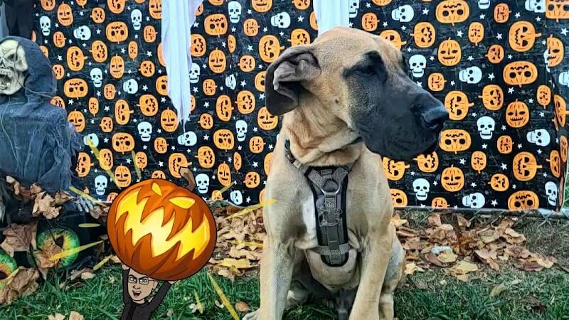 West Mifflin Dog Park - West Mifflin, PA