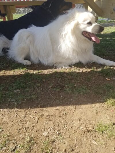 West Mifflin Dog Park - West Mifflin, PA