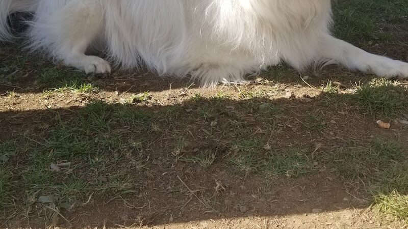 West Mifflin Dog Park - West Mifflin, PA