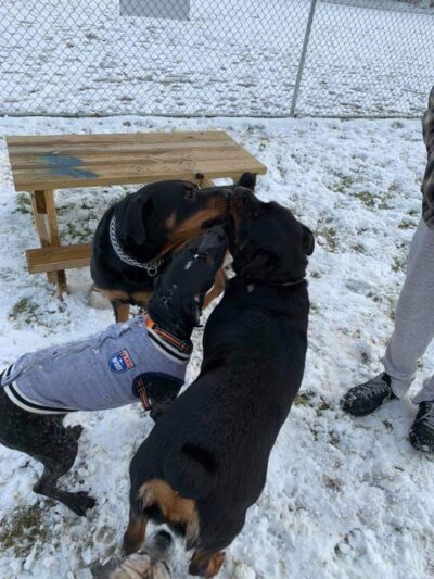 West Mifflin Dog Park - West Mifflin, PA