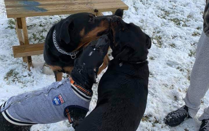 West Mifflin Dog Park - West Mifflin, PA