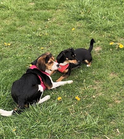 West Mifflin Dog Park - West Mifflin, PA