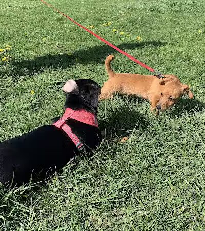 West Mifflin Dog Park - West Mifflin, PA