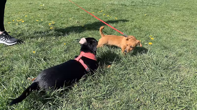 West Mifflin Dog Park - West Mifflin, PA