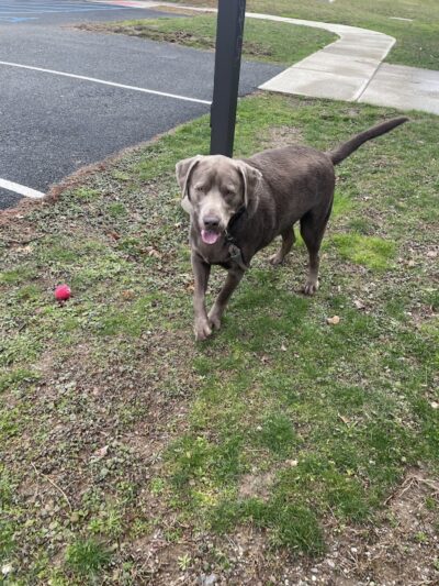 Nosenzo Dog Park - West Milford, NJ