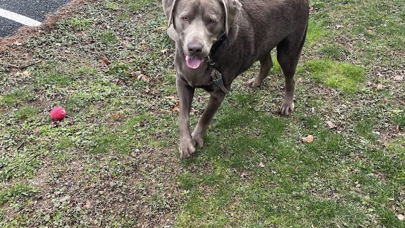 Nosenzo Dog Park - West Milford, NJ