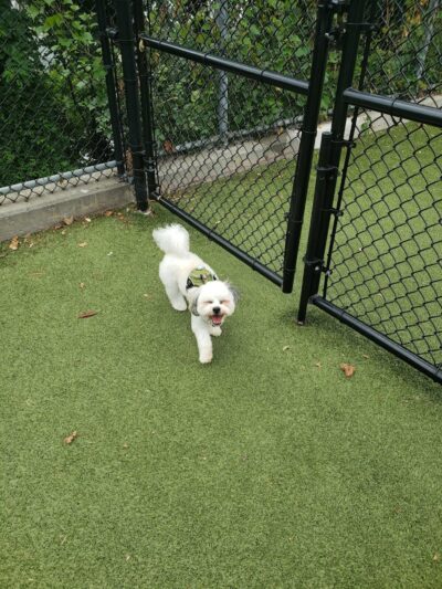 West New York Dog Park - West New York, NJ