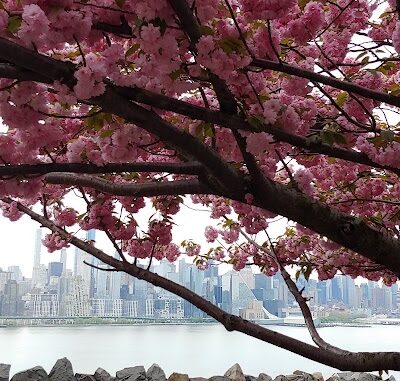 West New York Dog Park - West New York, NJ