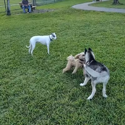 Pooch Pines Dog Park - West Palm Beach, FL