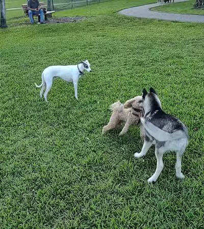 Pooch Pines Dog Park - West Palm Beach, FL