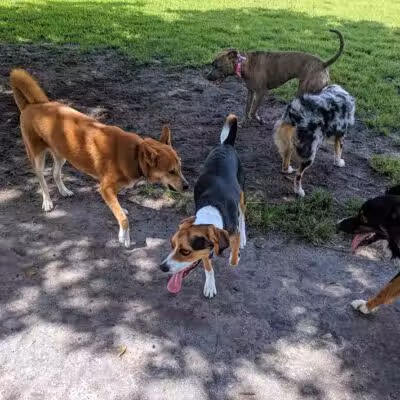 Pooch Pines Dog Park - West Palm Beach, FL