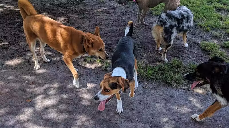 Pooch Pines Dog Park - West Palm Beach, FL