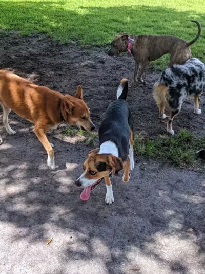 Pooch Pines Dog Park - West Palm Beach, FL