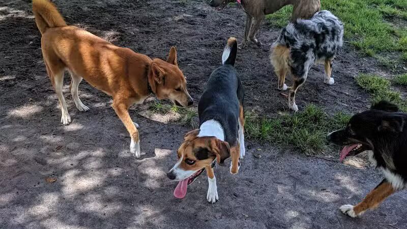 Pooch Pines Dog Park - West Palm Beach, FL