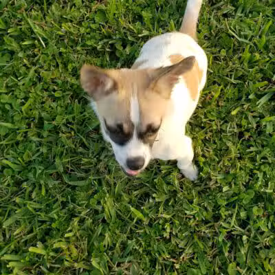 Pooch Pines Dog Park - West Palm Beach, FL