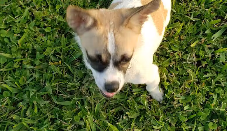 Pooch Pines Dog Park - West Palm Beach, FL
