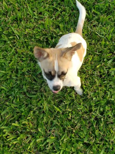 Pooch Pines Dog Park - West Palm Beach, FL